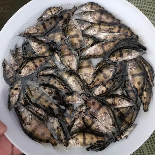 能推薦幾張高殺氣的龍圖嗎？ 能推薦幾張高殺氣的龍圖嗎？ 龍魚論壇 第2張