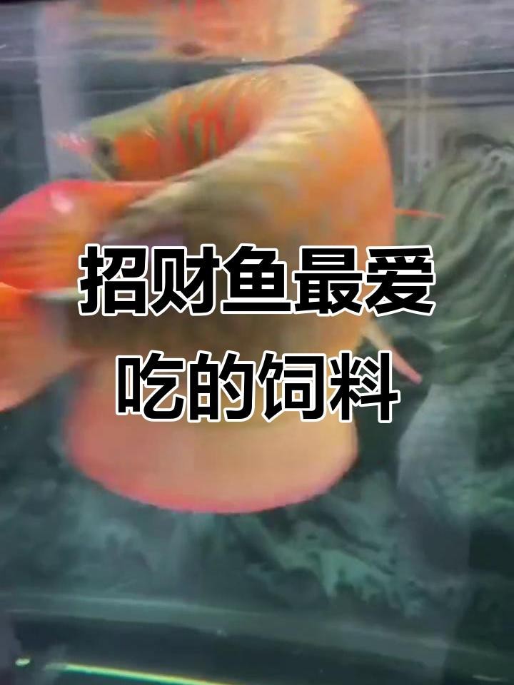 墨脫裂腹魚