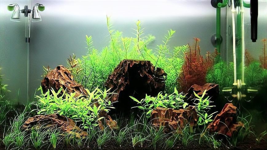能否分享一些草缸造景視頻教程？