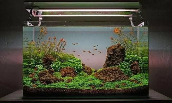 能否分享一些草缸造景視頻教程？