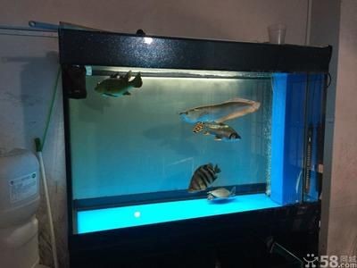龍魚進缸后多久算穩定？：龍魚進缸后何時算穩定 龍魚進缸后多久算穩定？：龍魚進缸后何時算穩定 龍魚百科 第2張