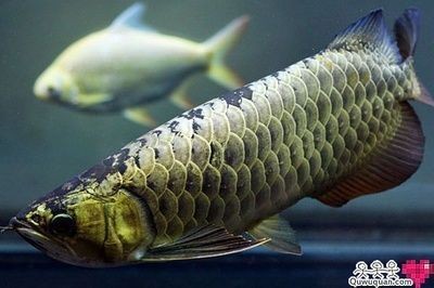 金龍魚哪個顏色貴一點：在金龍魚中，血紅龍魚和血紅龍魚可能是你的首選 金龍魚哪個顏色貴一點：在金龍魚中，血紅龍魚和血紅龍魚可能是你的首選 龍魚百科