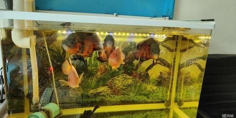 鞍山魟魚，鞍山魟魚的價格