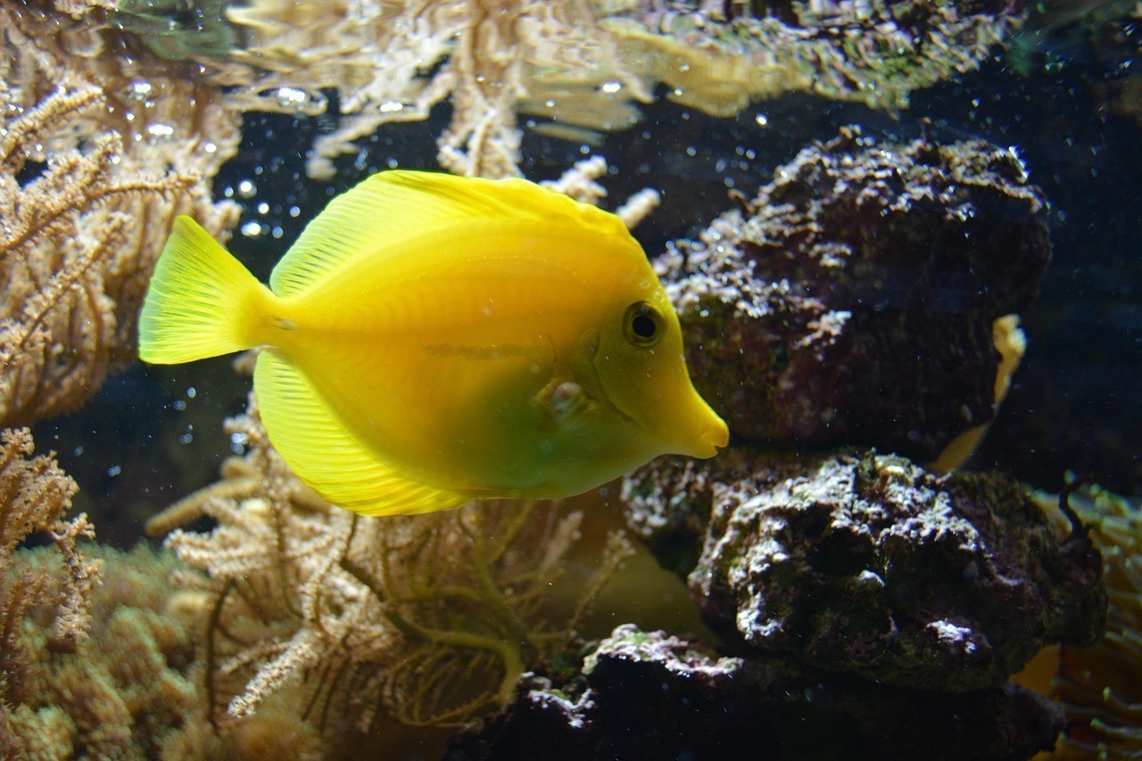 虎魚和金龍魚混養怎么樣