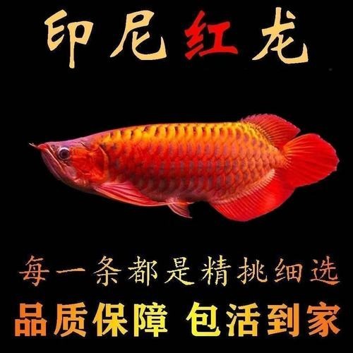 賽級紅龍魚圖片 賽級紅龍魚圖片 2025長城杯龍魚大賽 第13張