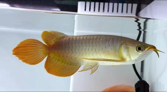 賽級紅龍魚圖片 賽級紅龍魚圖片 2025長城杯龍魚大賽 第10張