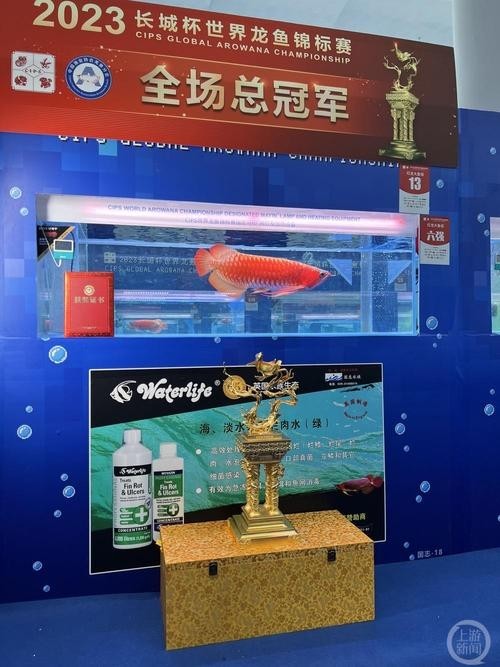 賽級紅龍魚圖片 賽級紅龍魚圖片 2025長城杯龍魚大賽 第25張