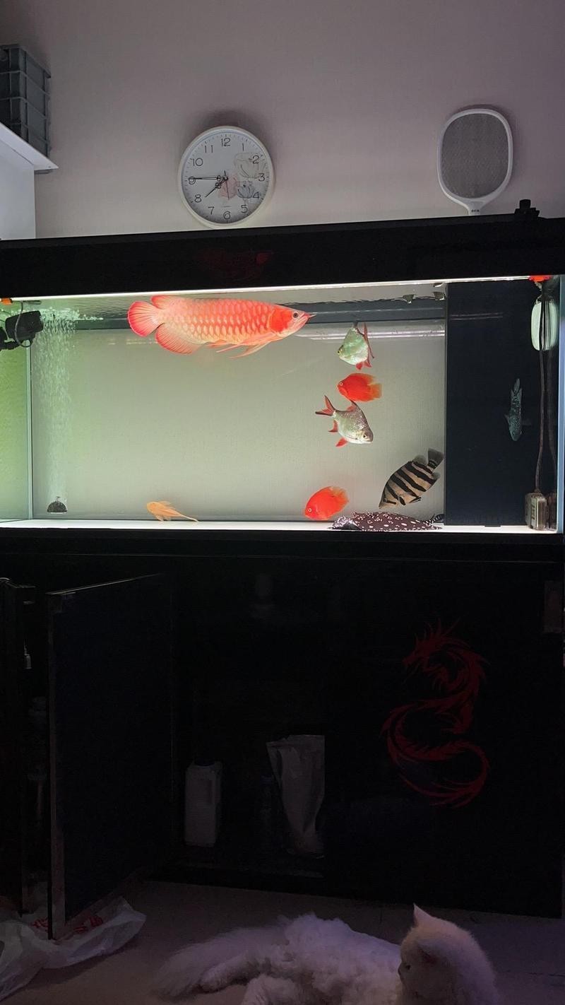 賽級紅龍魚圖片 賽級紅龍魚圖片 2025長城杯龍魚大賽 第23張