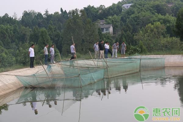 萬吉紅龍魚官網：萬吉紅龍魚怎么樣？好養嗎？ 萬吉紅龍魚官網：萬吉紅龍魚怎么樣？好養嗎？ 龍魚百科 第2張