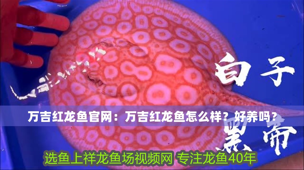 萬吉紅龍魚官網：萬吉紅龍魚怎么樣？好養嗎？