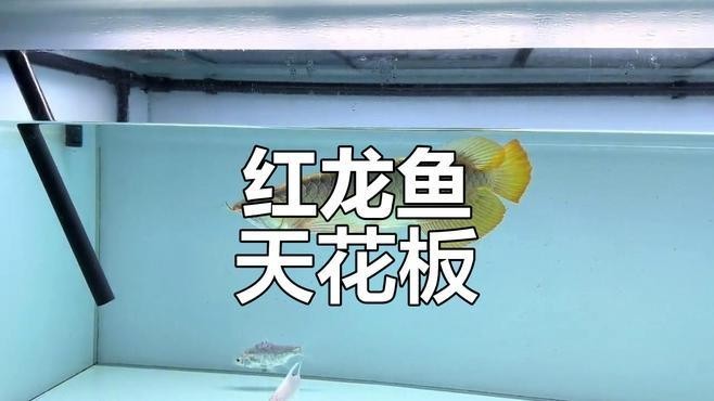 紅龍賽級有哪些等級劃分