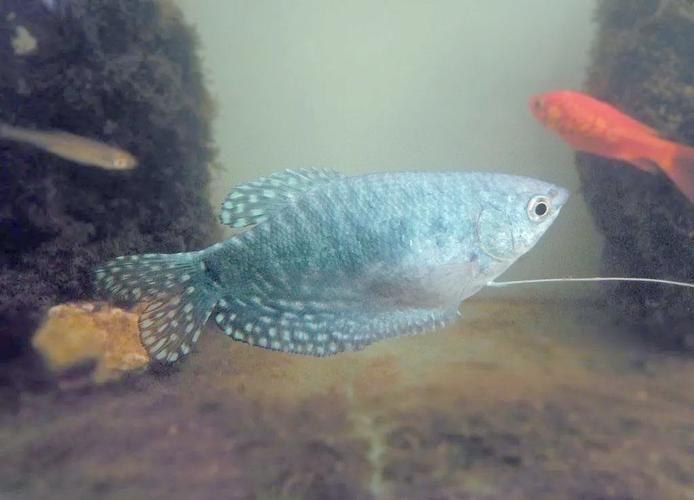 曼龍魚(yú)缸造景設(shè)計(jì)