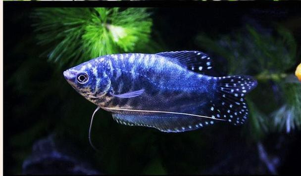 曼龍魚(yú)缸造景設(shè)計(jì)