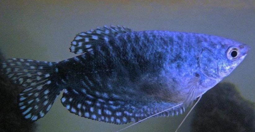 曼龍魚(yú)缸造景設(shè)計(jì)