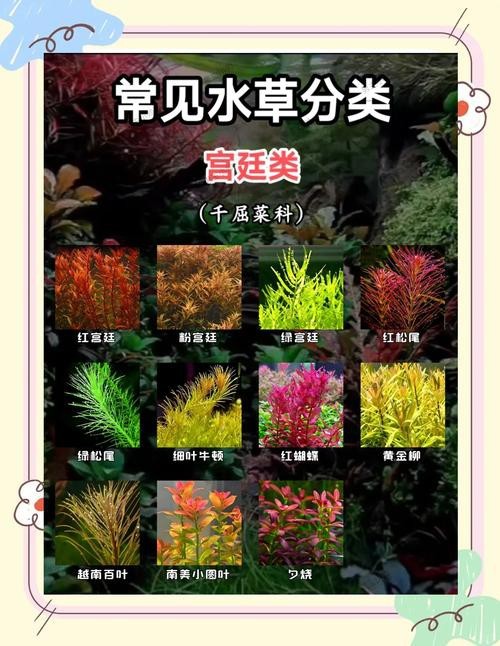 曼龍魚(yú)缸造景設(shè)計(jì)