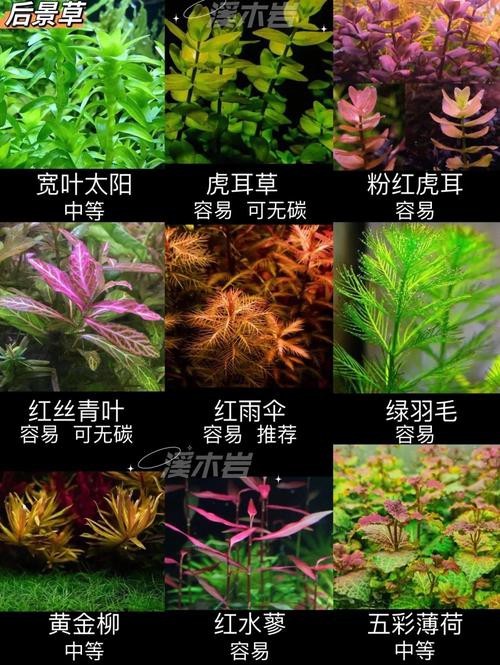 曼龍魚(yú)缸造景設(shè)計(jì)