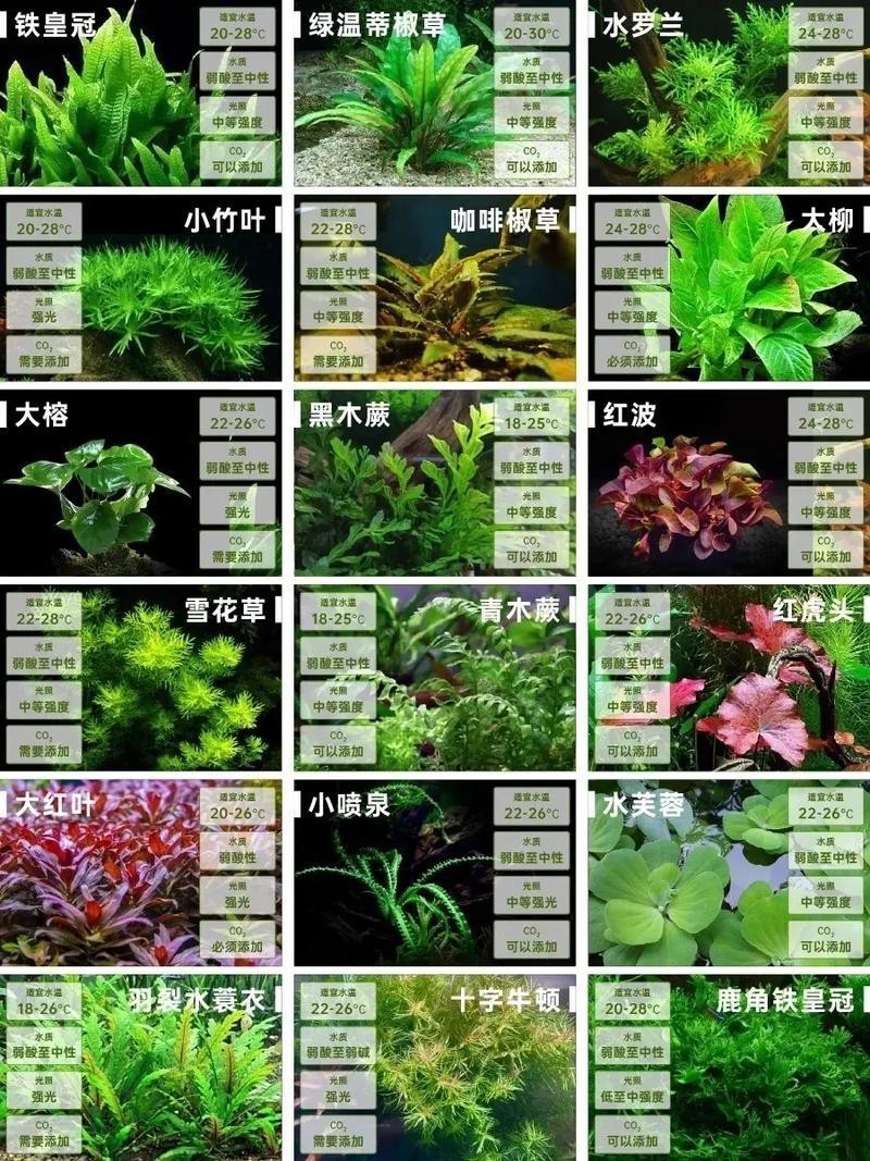 曼龍魚(yú)缸造景設(shè)計(jì)