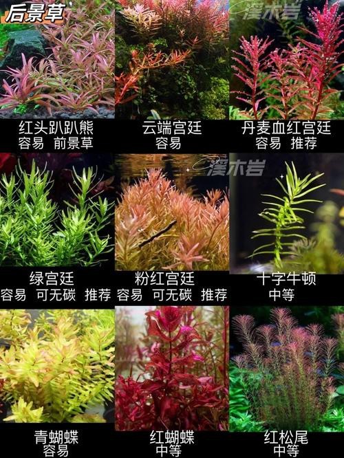 曼龍魚(yú)缸造景設(shè)計(jì)