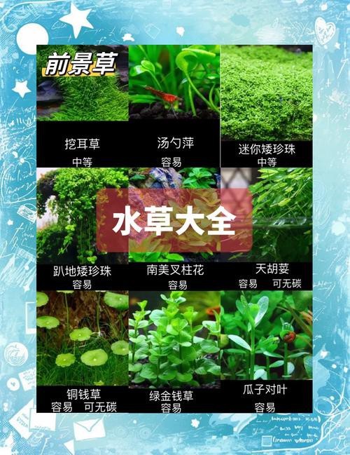 曼龍魚(yú)缸造景設(shè)計(jì)