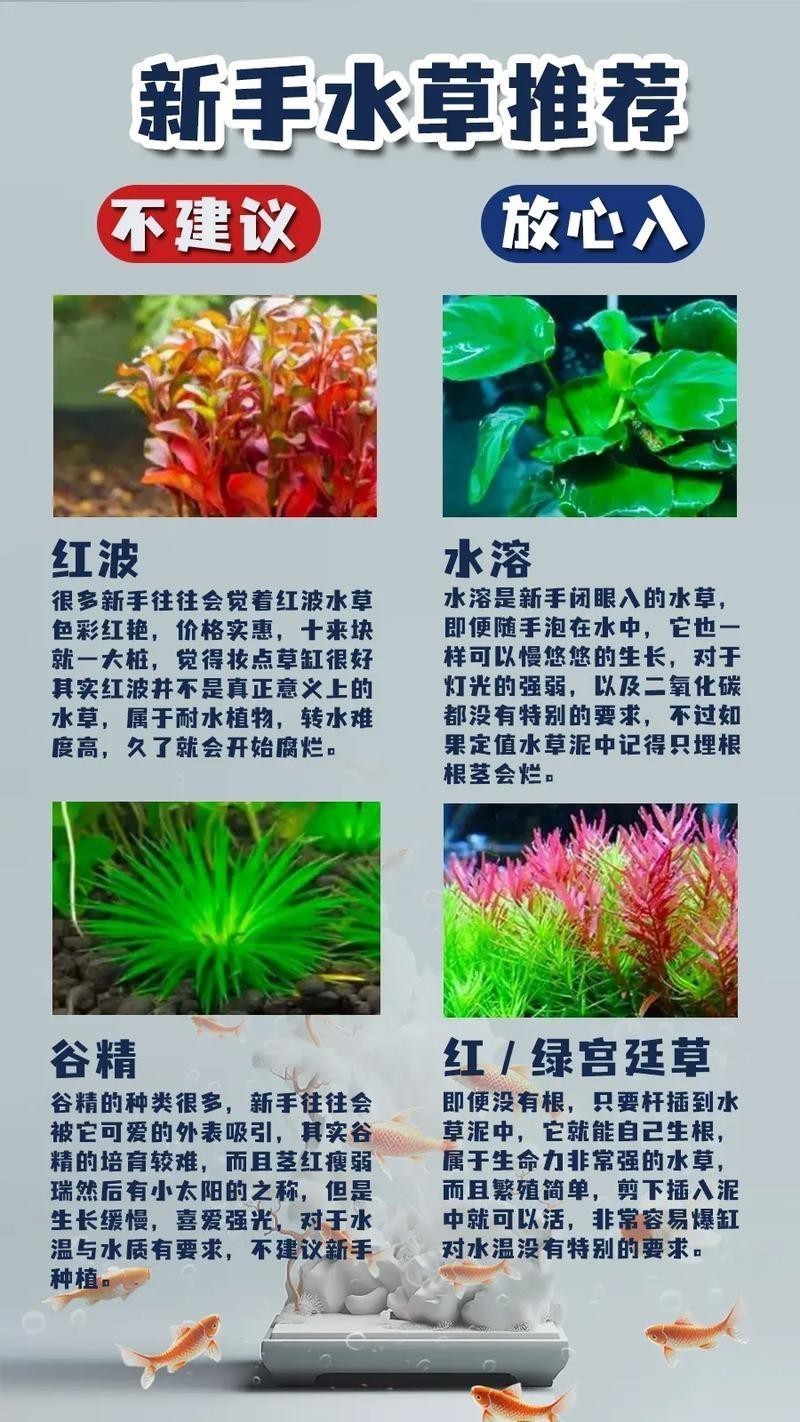 曼龍魚(yú)缸造景設(shè)計(jì)