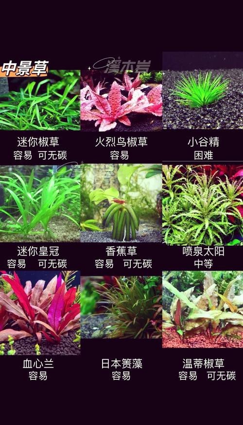 曼龍魚(yú)缸造景設(shè)計(jì)