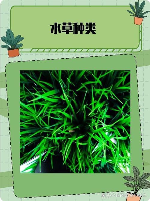 曼龍魚(yú)缸造景設(shè)計(jì)