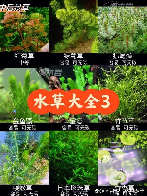 曼龍魚(yú)缸造景設(shè)計(jì)