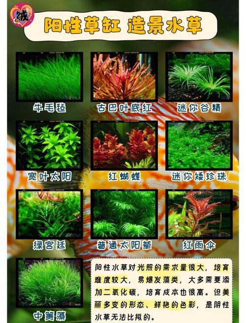 曼龍魚(yú)缸造景設(shè)計(jì)