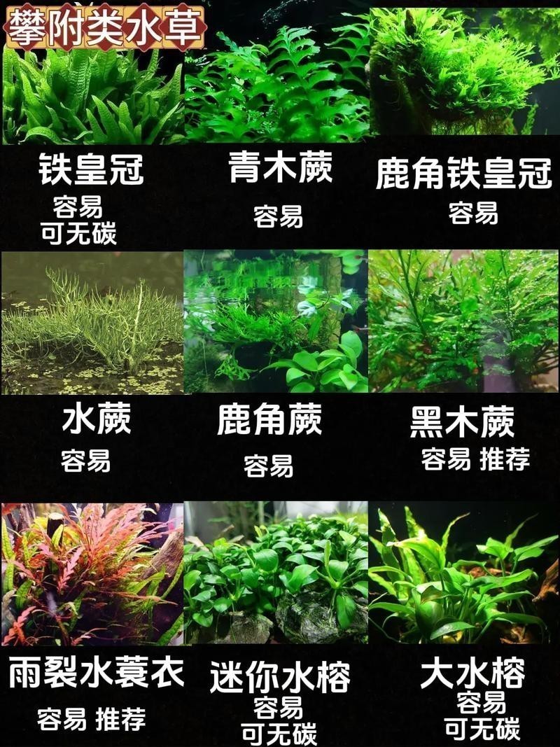 曼龍魚(yú)缸造景設(shè)計(jì)