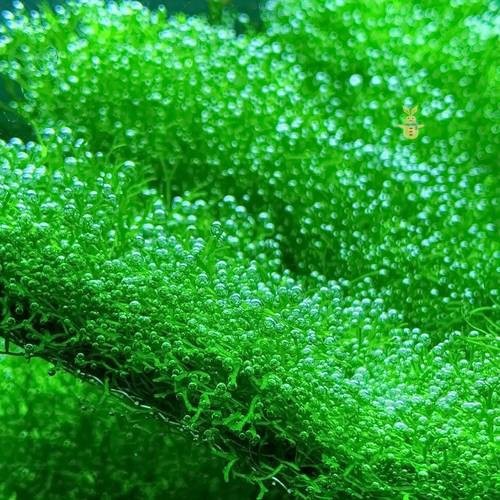 曼龍魚(yú)缸造景設(shè)計(jì)
