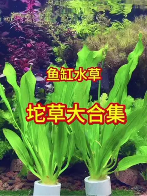 曼龍魚(yú)缸造景設(shè)計(jì)