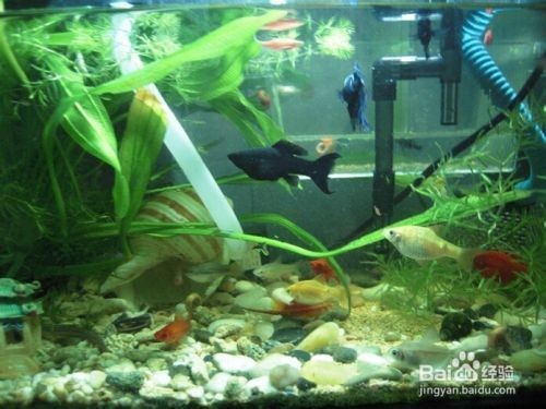 比較好的魚缸清潔工且不傷害魚類有哪些（比較好的魚缸清潔工且不傷害魚類）