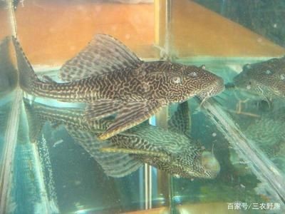 比較好的魚缸清潔工且不傷害魚類有哪些（比較好的魚缸清潔工且不傷害魚類）