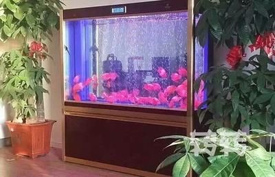 可麗愛魚缸維修點查詢電話（可麗愛魚缸售后服務電話）