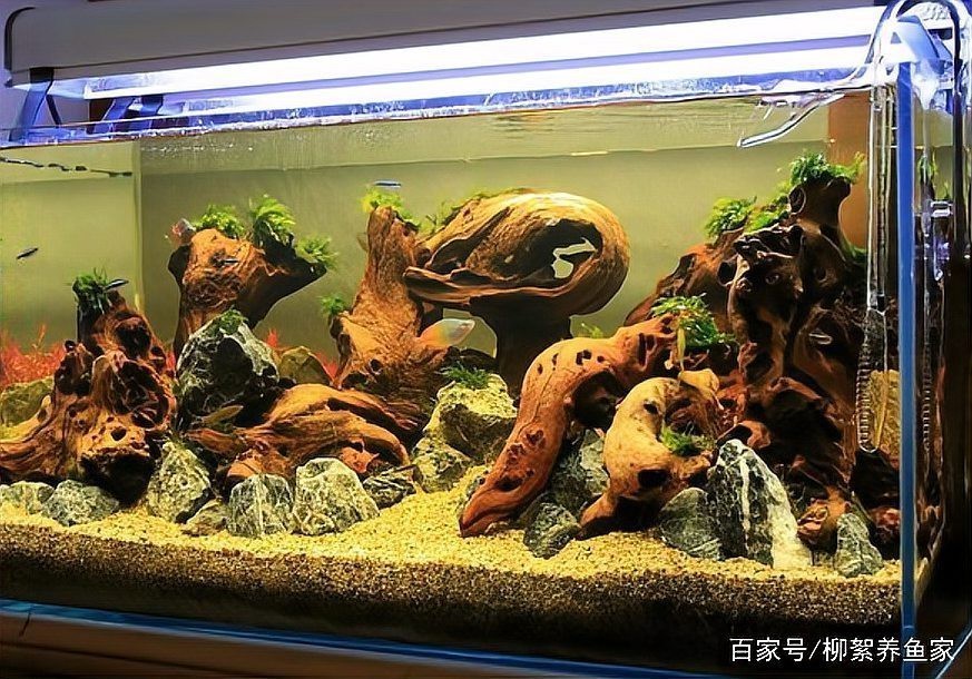 沉木對龍魚有哪些具體影響？