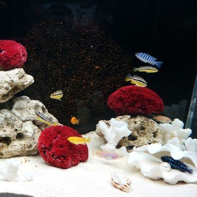 海螺有能力清理魚缸垃圾嗎？：海螺是一種常見的海洋生物