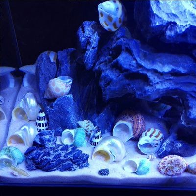 海螺有能力清理魚缸垃圾嗎？：海螺是一種常見的海洋生物
