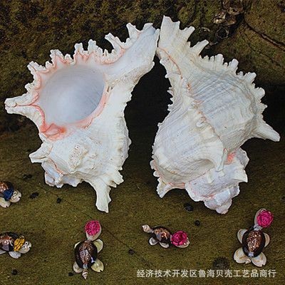 麒麟能擺在魚缸上嗎:麒麟擺放在魚缸上具有積極意義的意義但直接擺放在魚缸上 魚缸百科 第3張 麒麟能擺在魚缸上嗎:麒麟擺放在魚缸上具有積極意義的意義但直接擺放在魚缸上 麒麟能擺在魚缸上嗎:麒麟擺放在魚缸上具有積極意義的意義但直接擺放在魚缸上 魚缸百科 第3張