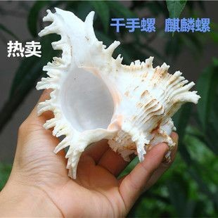 麒麟能擺在魚缸上嗎:麒麟擺放在魚缸上具有積極意義的意義但直接擺放在魚缸上 魚缸百科 第4張 麒麟能擺在魚缸上嗎:麒麟擺放在魚缸上具有積極意義的意義但直接擺放在魚缸上 麒麟能擺在魚缸上嗎:麒麟擺放在魚缸上具有積極意義的意義但直接擺放在魚缸上 魚缸百科 第4張