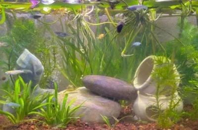 魚缸水草養護技巧：家庭魚缸水草的養護技巧
