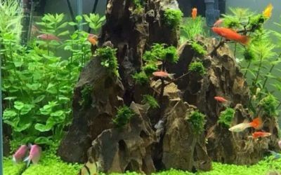 魚缸水草養護技巧：家庭魚缸水草的養護技巧