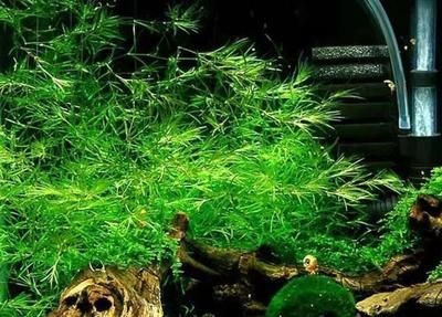 魚缸水草養護技巧：家庭魚缸水草的養護技巧
