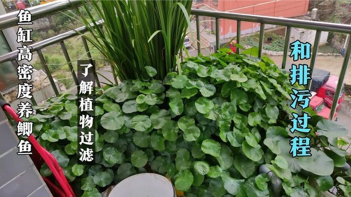 魚缸過濾改造視頻：如何改造魚缸過濾系統