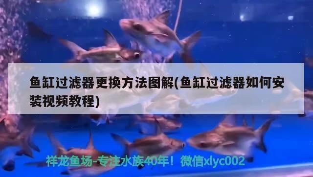 魚缸過濾改造視頻：如何改造魚缸過濾系統