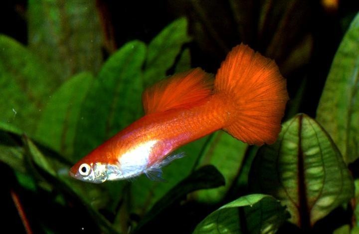 給我一些孔雀魚比賽的詳細信息 給我一些孔雀魚比賽的詳細信息 2025長城杯龍魚大賽 第6張