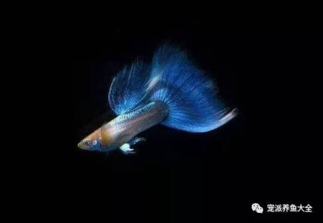 給我一些孔雀魚比賽的詳細信息 給我一些孔雀魚比賽的詳細信息 2025長城杯龍魚大賽 第2張