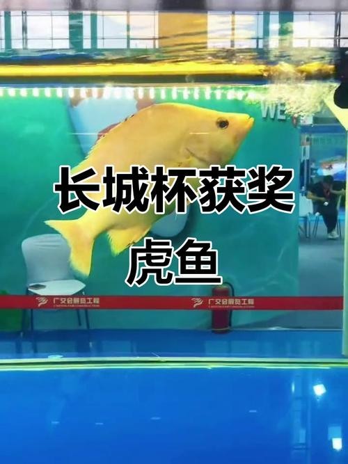 長城杯觀賞魚大賽2024 長城杯觀賞魚大賽2024 2025長城杯龍魚大賽 第7張