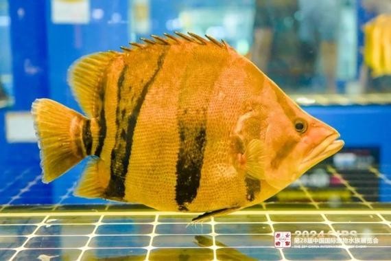 長城杯觀賞魚大賽2024 長城杯觀賞魚大賽2024 2025長城杯龍魚大賽 第10張