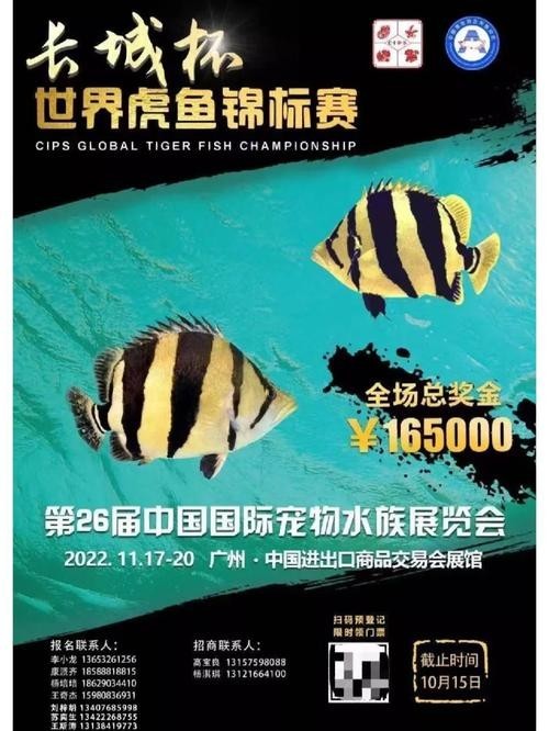 長城杯觀賞魚大賽2024 長城杯觀賞魚大賽2024 2025長城杯龍魚大賽 第8張