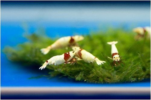 長城杯觀賞魚大賽2024 長城杯觀賞魚大賽2024 2025長城杯龍魚大賽 第17張